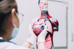 modèle de coeur dans la main d'un médecin avec un mannequin d'organes internes du corps humain