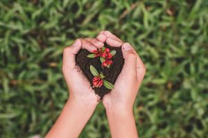 vue de dessus des mains en forme de coeur tenant une plante à graines avec un arrière-plan flou d'herbe verte, passez au vert et au concept du jour de la terre photo