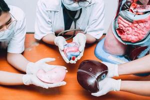 les mains des médecins tiennent des organes internes du corps humain factices, des étudiants en médecine de l'école photo