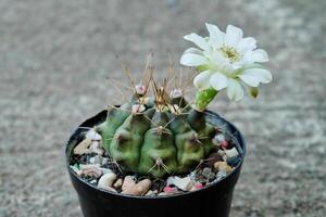 cactus, gymnocalycium sp., cactus ont une fleur blanche, cactus sur pot, cactus, cactaceae, succulent, plante, fond photo