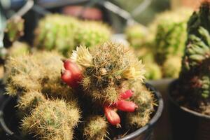 cactus, mammillaria prolifera, les cactus ont une fleur blanche et une gousse, cactus sur pot, cactus, cactaceae, succulent, plante, fond