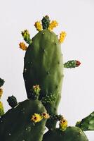 cactus, opuntia cochenillifera avec des fleurs sur fond blanc avec un tracé de détourage, succulent, cactus, cactaceae, arbre, plante tolérante à la sécheresse.