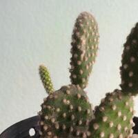 opuntia microdasys, cactus ont germé sur pot, succulent, cactus, cactaceae, arbre, plante tolérante à la sécheresse. photo