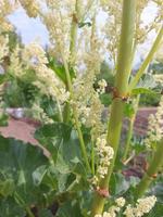 la rhubarbe fleurit dans le jardin. agriculture, horticulture, plante. photo