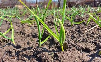 des pousses d'ail ont poussé dans le lit du jardin. printemps, journée ensoleillée, jardinage. photo