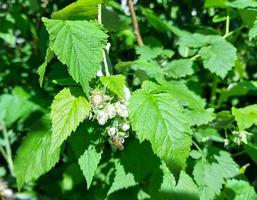 les framboises mûrissent sur une brindille. baies non mûres dans le jardin, feuilles vertes. photo