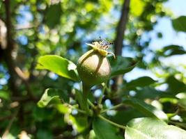 les poires poussent sur une branche dans le jardin. petits fruits non mûrs dans le processus de maturation. photo