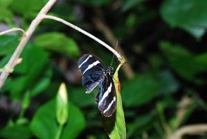 papillon blanc bleu photo