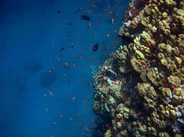 beaucoup de poisson rouge photo