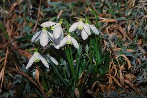 cloche de neige avec beaucoup de gouttes photo