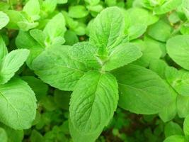 la menthe pousse dans le jardin. feuilles vertes. plante médicinale, assaisonnement. photo