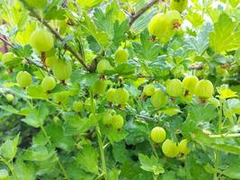 les groseilles mûrissent sur une branche. buisson de baies dans le jardin. fruits verts non mûrs. photo