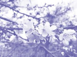 les fleurs de cerisier fleurissent sur l'arbre au printemps. jardinage, nature. très péri, couleur de l'année 2022. photo