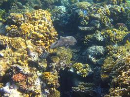 poisson entre corail coloré photo