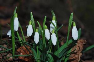 beaucoup de cloche de neige photo