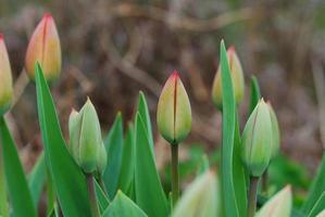 vue détaillée de la tulipe fermée photo