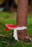 belle agaric de mouche rouge fraîche dans la mousse par un arbre photo