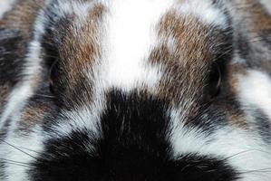 brun noir cher lapin regarde la caméra photo