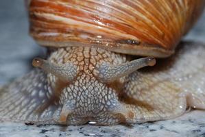 escargot de vigne se penche sur l'appareil photo