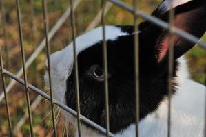 maille de lapin noir photo