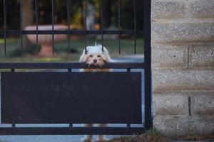 le chien se tient sur deux pattes photo