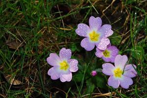 vue rapprochée de la primevère lilas photo