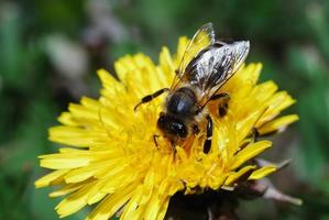 abeille sur fleur de pissenlit photo