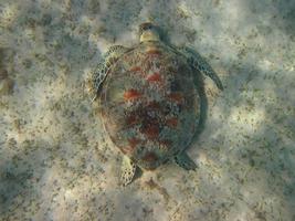 tortue de mer au sol photo