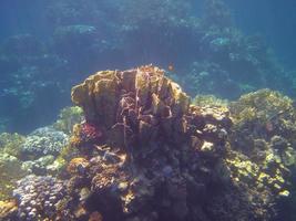 grand corail en plongée photo