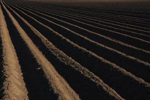 lignes de terrain en été photo