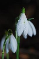 cloches de neige au printemps photo