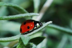 coccinelle sur le bout des feuilles photo