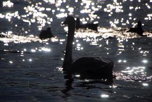 grand cygne blanc au coucher du soleil scintillant au bord du lac photo