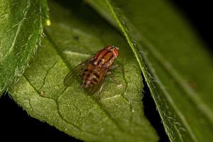 mouche lauxaniide adulte photo