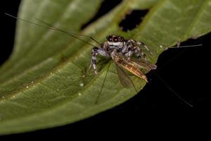 petite araignée sauteuse photo