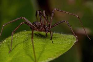 araignée recluse adulte photo