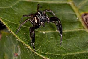 petite araignée sauteuse mâle photo