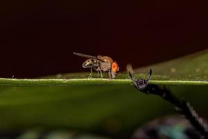 petite mouche des fruits adulte photo