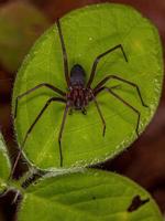 araignée recluse adulte photo