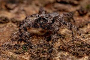 araignée sauteuse mâle adulte photo