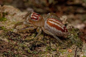 araignée sauteuse femelle adulte photo