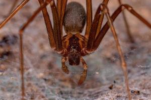 araignée recluse adulte photo