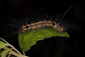 chenille de la teigne du tigre photo