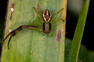 petite araignée crabe femelle photo