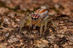 araignée sauteuse femelle adulte photo