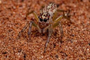 araignée sauteuse adulte femelle photo