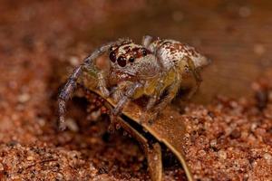 araignée sauteuse adulte femelle photo