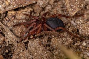 araignée terrestre adulte photo
