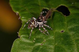 petite araignée sauteuse photo