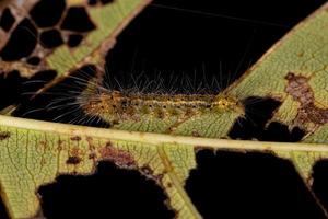 chenille de la teigne du tigre photo